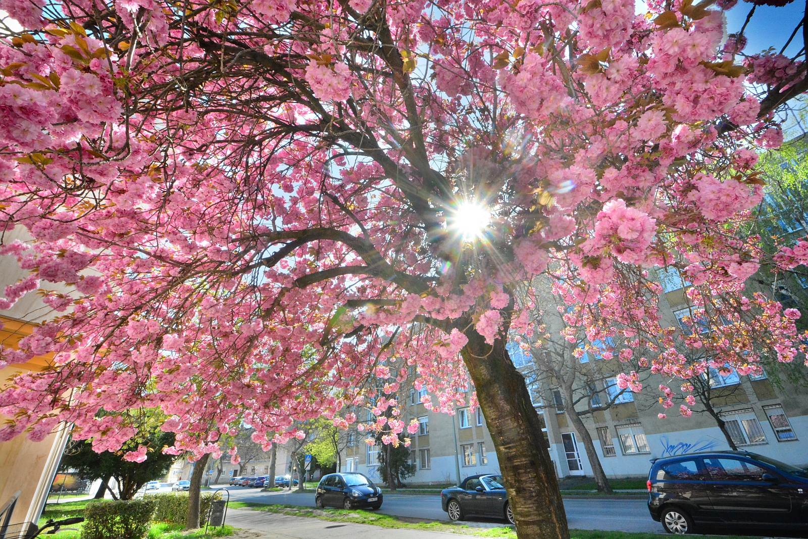 Virágzó fák, napsütés és tavasz Székesfehérváron